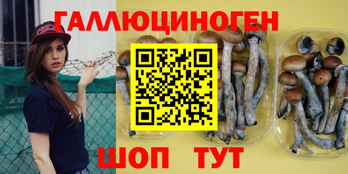 Галлюциногенные грибы Psilocybine cubensis Люберцы